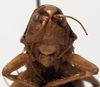 CollectionObject 1527265; a67f68f3-4285-4a41-a4cd-e7a71b7f070d: male, frontal view. (CollectionObject).
