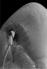 Head: !! display not done !! on Bonamus lineatus Oman, 1938: detail of face and antennal base. (Observation).