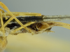 CollectionObject 2043615; NMW 12003, ead06aa4-f2a0-402f-9dcd-29a4a5cdea13: female abdomen and terminalia, ventral view (holotype). (CollectionObject).