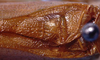 CollectionObject 1522575; c770540c-7155-40ac-a544-64f26e5733ca: male stridulatory area (holotype). (CollectionObject).