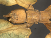 CollectionObject 1561248; 3ba9d821-6893-4d24-9da4-64848fa3b1df: Copyright OUMNH. female: head & thgorax, dorsal view (lectotype). (CollectionObject).
