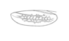 Pseudomitraria pontificalis (Rehn, 1904): Pl. 4, Fig. 3 (after paratype). female, tegmen. (Otu).