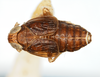 Habitus, dorsal view: !! display not done !! on Delphacodes balli Muir & Giffard, 1924: (Observation).