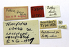 CollectionObject 1507319; 7480960c-1066-46ec-9551-27b059c931cf: labels (lectotype). (CollectionObject).