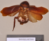 Fortiblatta brunnea (Burmeister, 1838): Holotype, female, dorsal. BMNH(E)#877999. (Otu).