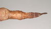 CollectionObject 1559440; NHMUK(SF IMPORT DUPLICATE) 844614, e2fa4797-12ef-4675-95f7-1e5098fb9184: copyright Natural History Museum, London. female: end of abdomen, dorsal view of Phasgania everetti (holotype). (CollectionObject).