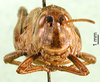 CollectionObject 1501789; 90b30c32-16a5-4a96-baf7-b29902f529e9: female, frontal view (allotype). (CollectionObject).