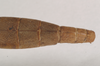 CollectionObject 1561002; NHMUK(SF IMPORT DUPLICATE) 844708, 4b5dcd0b-d6da-4636-882a-4c48ef5d5038: copyright Natural History Museum, London. female: end of abdomen, dorsal view of Phasma graniferum (holotype). (CollectionObject).