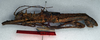 CollectionObject 1558865; NMW 284, 923069ee-c6aa-41e1-b884-50a1581e39ce: copyright NMW, Vienna. male, lateral view (syntype). (CollectionObject).