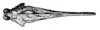 CollectionObject 1532934; 235833de-0fad-448a-902c-191199e7b48a: Fig. 168. male, head and pronotum, dorsal view (Plesiotettix spec.; shoulder width 2 mm). (CollectionObject).