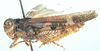 Homoeopternis crassiceps Uvarov, 1953: lateral view. (Otu).
