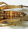 CollectionObject 1498670; bddef776-7ce5-4137-86d1-7f64c0a23ca4: female abdomen tip, dorsal view. (CollectionObject).