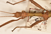 CollectionObject 1559795; 6ee93ef6-2dad-49c4-9663-219a1fa4b6b4: copyright OUMNH. male: head & thorax, dorsal view of Phasma (Acanthoderus) lacertinum (holotype). (CollectionObject).