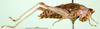 CollectionObject 1500952; 398a1753-448e-4d3f-9024-ad9d09f691c3: female, lateral view (holotype). (CollectionObject).