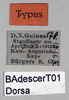 CollectionObject 1501036; 5806565b-146b-4660-8203-9dcfc37b05fc, DORSA BAdescerT01: male, labels (holotype). (CollectionObject).