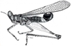 Erucius (Erucius) dimidiatipes luteipes Bolívar, 1930: Fig. 29. male habitus. (Otu).
