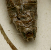 CollectionObject 1535064; 570c72b6-cbab-47b9-ba5a-d9e15438a81f: male cerci (holotype). (CollectionObject).