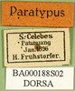 CollectionObject 1576235; aeead622-2f6a-4a46-b1cb-c5a7dd4ba4c5: labels (paratype). (CollectionObject).