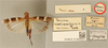 CollectionObject 1519421; 2bb11ae3-899c-4fc4-aa15-2825c6b8b9f5: male, dorsal view, labels (holotype). (CollectionObject).