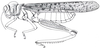 Dericorys albidula Serville, 1838: Fig. 46, 1. female habitus. (Otu).