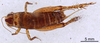 CollectionObject 1522768; 5685d436-8aef-492a-ae3f-38625480179e: Male, dorsal view (holotype). (CollectionObject).
