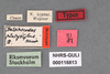 Other on Delphacodes platystylus Muir, 1930: (Observation).