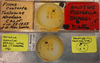 CollectionObject 2321665; bfb4b8d6-1b7d-4d77-8b1a-e863c1fee1be, EMEC 17285: (CollectionObject).