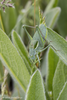 CollectionObject 1591449; 11e14b5c-51fc-4a35-942b-2852ab1d2ffc: male (RO: Gura Dobrogei). (CollectionObject).