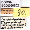 CollectionObject 1575839; 81126c13-112a-4fe2-92eb-dade9ac07671: labels. (CollectionObject).