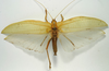 CollectionObject 1516961; 34b83528-fe29-46ae-85b1-0b440fc870ca: male, dorsal view (holotype of Pseudophyllus concinnus). (CollectionObject).
