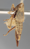 Habitus, lateral view on Athysanella (Gladionura) clavata Ball & Beamer, 1940: Lateral - Female. (Observation).