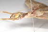 CollectionObject 1562249; NHMUK(SF IMPORT DUPLICATE) 844860, 1eb21d78-a4a1-4c01-8d52-572bc5caa496: copyright Natural History Museum, London. female: head and thorax, lateral view (holotype). (CollectionObject).