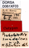 CollectionObject 1505188; 255eb23c-7f84-451a-8433-16b5e698dd79, DORSA D061XF03: labels (syntype). (CollectionObject).
