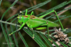 Psalmatophanes barretoi Chopard, 1938: male (Madeira, 5 August 2019). (Otu).
