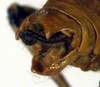 CollectionObject 1500586; 14a52cef-cf81-4732-8221-9f3b2e1ef18f, DORSA BTpoestrS02: male cerci (syntype). (CollectionObject).