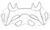Baeacris talamancensis Rowell & Carbonell, 1977: Fig. 19. epiphallus, dorsal view. (Otu).