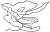 Pygofer, lateral view: !! display not done !! on Arundanus nacreosus (Crumb, 1915): genital capsule, laterally. (Observation).