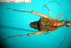 CollectionObject 1503507; bdcf65eb-5175-4ec3-b276-4fee793cf130: male, dorsal view (holotype). (CollectionObject).