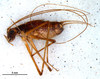 CollectionObject 1527798; 4e4da284-dc5e-403c-9514-2f0e0a659ecd: male, habitus (holotype). (CollectionObject).