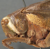 female head and pronotum, lateral view (syntype). Depicts CollectionObject 1505652; 09ec79f1-9a5f-4bef-b483-58c518b36a90, a CollectionObject.