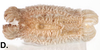 CollectionObject 1583635; adfb68e1-a3d2-4bd5-a22b-65a6b60a0b9f: copyright Royce Cumming. egg (paratype). (CollectionObject).;CollectionObject 1583636; 3aa186be-28ab-41ca-9be7-d2e15d021f2a: copyright Royce Cumming. egg (paratype). (CollectionObject).;CollectionObject 1583637; bec51a31-3de1-4206-aa78-0e9c91b9a281: copyright Royce Cumming. egg (paratype). (CollectionObject).