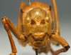 CollectionObject 1516788; a223157b-dcba-47f7-94d4-c2809c809084: male, frontal view (syntype). (CollectionObject).