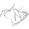 Pygofer, lateral view: Genital capsule, lateral view. (Observation).