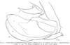 Metaprosagoga insignis (Vignon, 1924): Fig. 94 (specimen in MNHN Paris). ovipositor. (Otu).