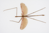 CollectionObject 1584035; 3db17dc4-f512-45e5-b382-28d1df4b301e: Copyright O. Conle Coll. male (paratype). (CollectionObject).;CollectionObject 1584036; 8fbabe4f-898d-4026-b008-2c50f2a71c38: Copyright O. Conle Coll. male (paratype). (CollectionObject).;CollectionObject 1584037; 00c53815-64f7-46f6-ba44-de18474c7d55: Copyright O. Conle Coll. male (paratype). (CollectionObject).