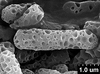 Brochosomes on Cuerna arida Oman & Beamer, 1944: CR177 | U.S.A., Arizona, Ruby | 7/13/1940 | KSEM. (Observation).