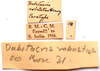 CollectionObject 2627946; CNMS 18, 8bdef611-a9fc-4a78-bb72-7e16b318f0c1, CNMS 18: label. Paratype. (CollectionObject).
