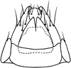 Nymph: (Observation).
