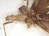 CollectionObject 1562346; 264691cf-adec-43e9-bdc3-24788b6afd26: copyright UMO. Xeroderus kirbii female: head and thorax (lectotype). (CollectionObject).