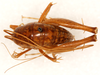 CollectionObject 1499639; f2ad157d-054a-4535-93f3-d8aee64b8f6a: female, dorsal view (allotype). (CollectionObject).